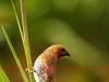 Scaly-breasted Munia